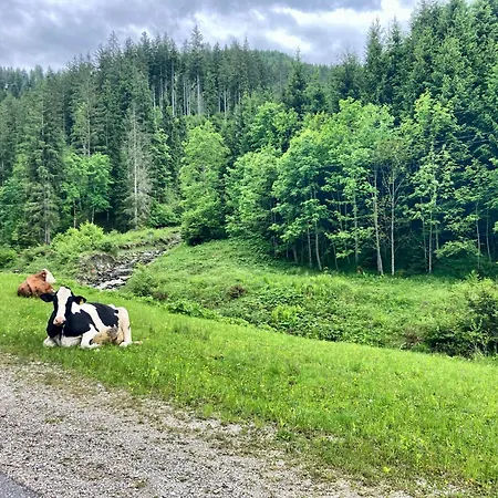 Apartment Lostgarden